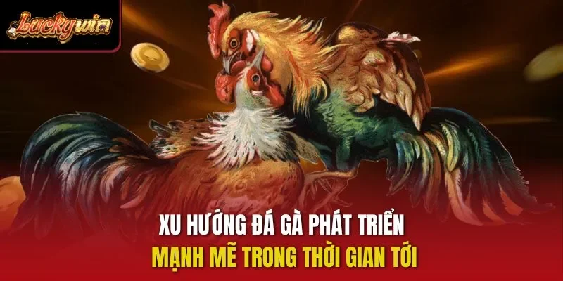 Xu hướng đá gà phát triển mạnh mẽ trong thời gian tới